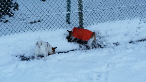 またまた雪です